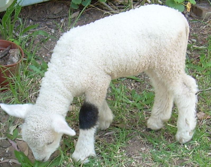 Young Harley the lamb grazing on grass